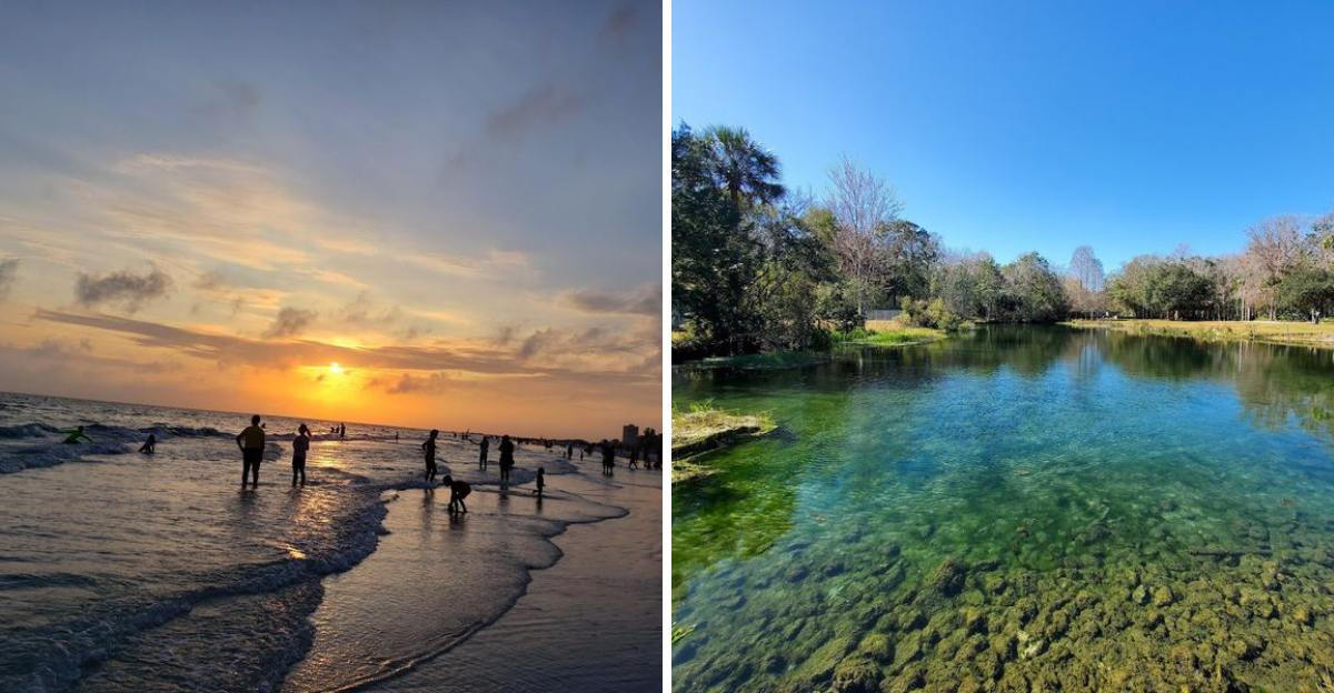 Scalloping Season Is Here And These Florida Spots Are Perfect For Beginners - Decor Hint