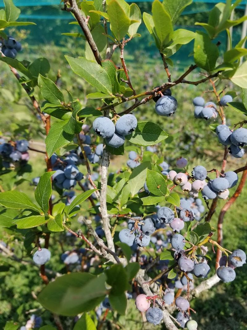 Grant's Berry Patch & Farm Stand, Lisbon
