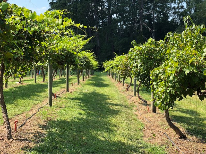 The Vines Make Picking Feel Slower In A Good Way