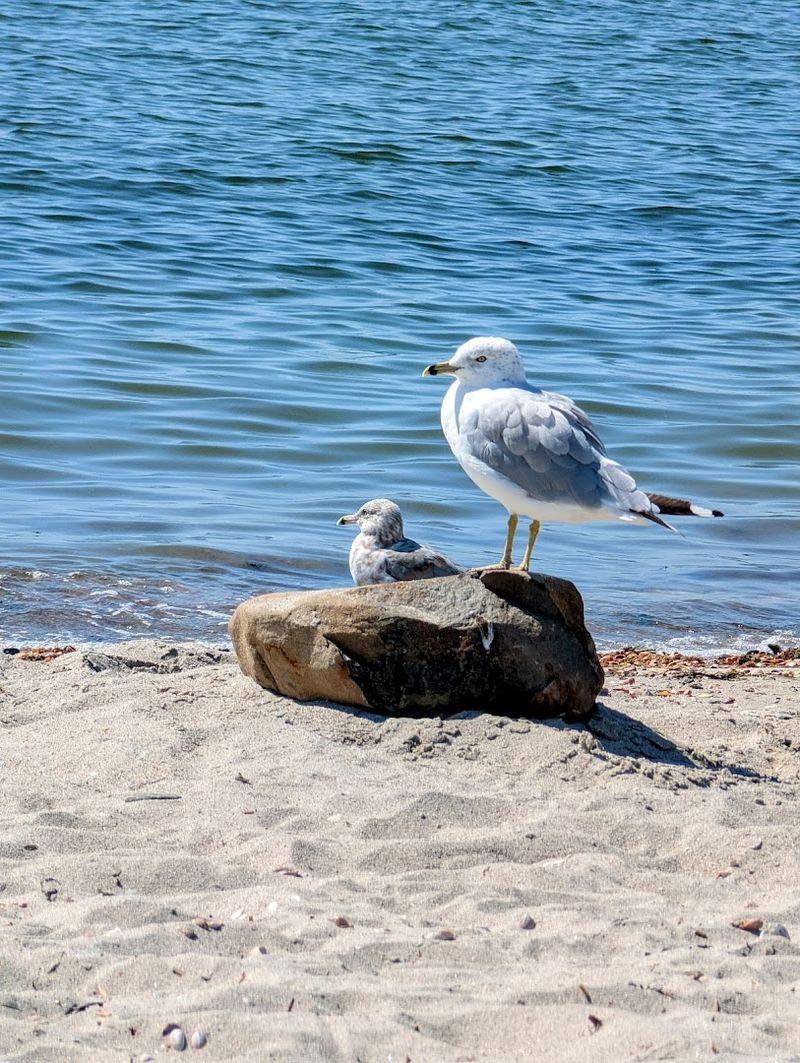 This Connecticut State Park Has One Of The Most Scenic Beach Walks On The Coast - Decor Hint Wildlife You Did Not Expect