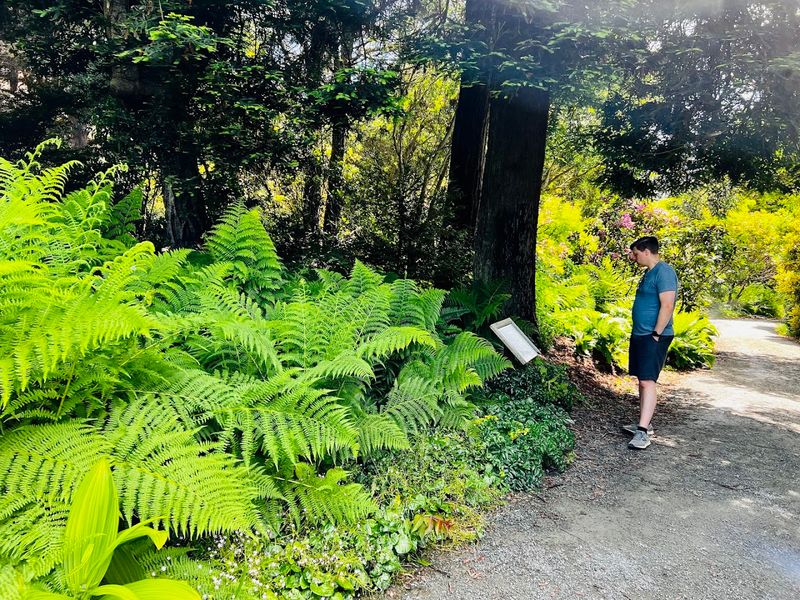 Your First Visit To This 47-Acre Magical Botanical Garden Hiding In California Will Stay With You - Decor Hint Fern Canyons Add That Hidden-Forest Feeling