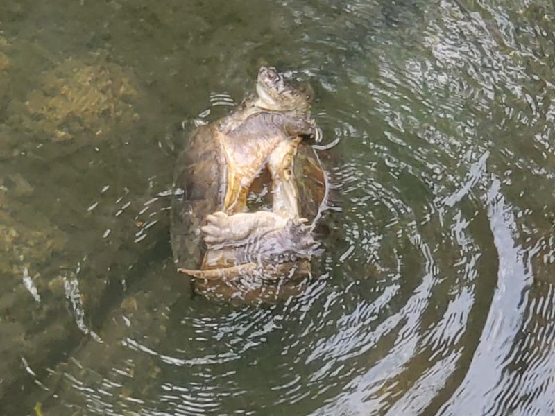 Wildlife And Nature Encounters Along The Creek