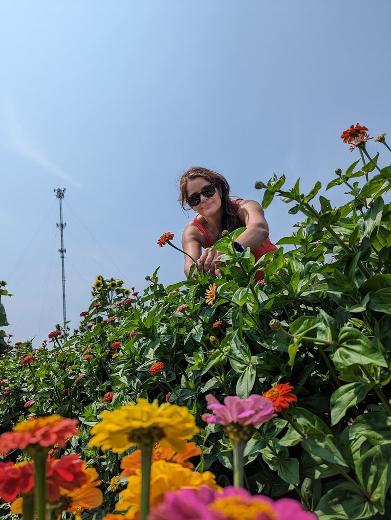 U-Pick Flower Fields With Dahlias And Zinnias