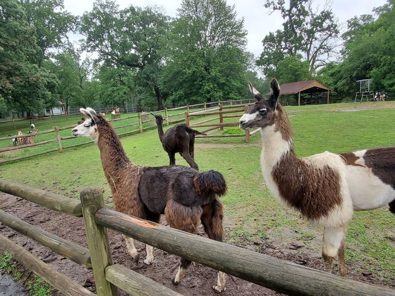 The Animal Show And Barn Encounters