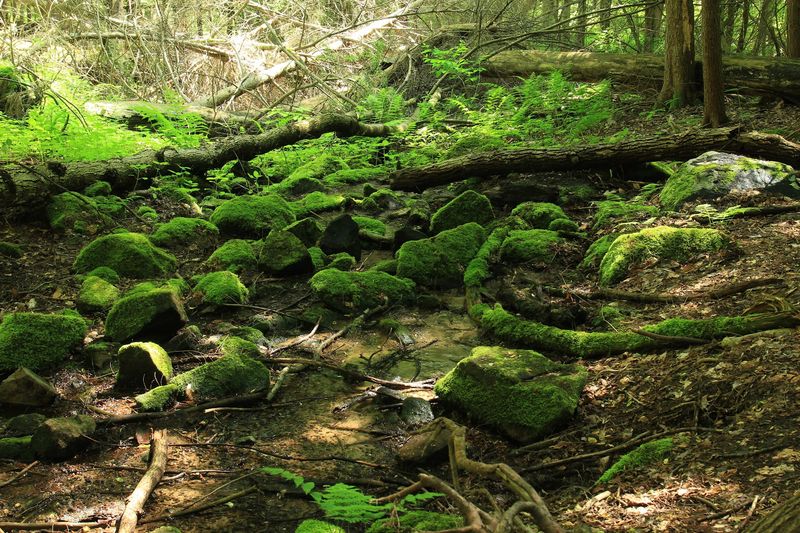 Wildlife And Forest Life
