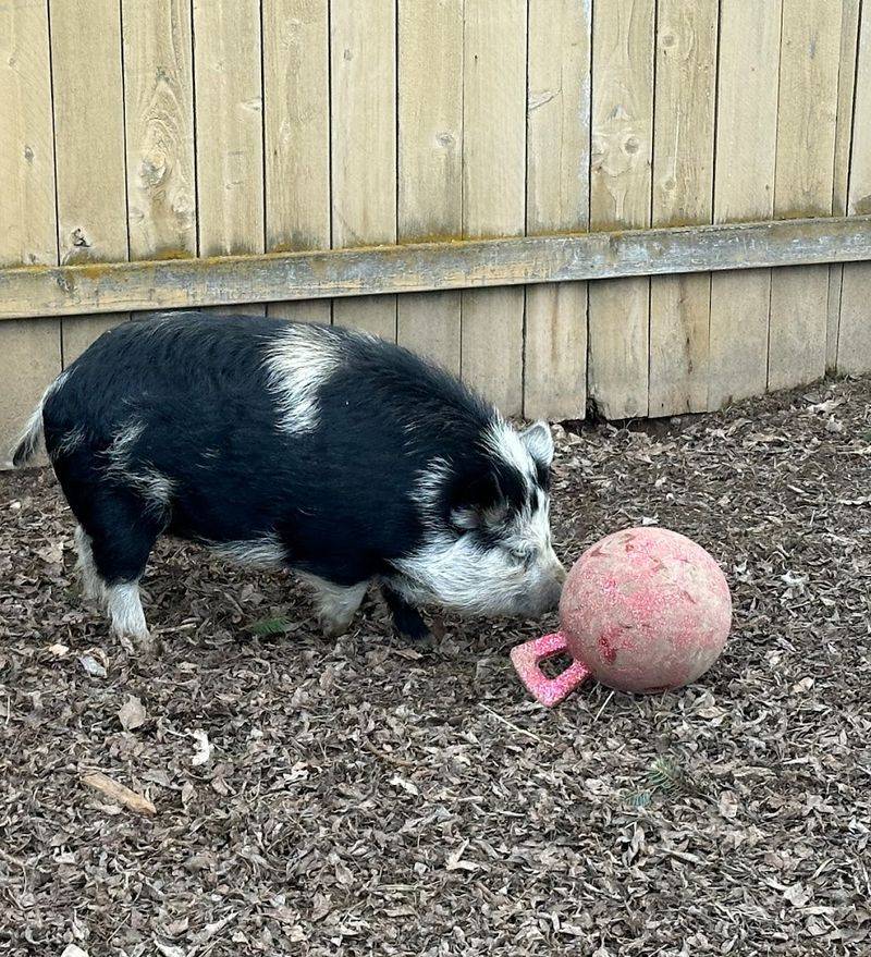 Lina Lou's Farm Rescue
