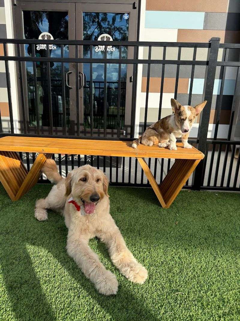This Florida Spot Is Basically A Playground For Dogs And A Break For Their Humans - Decor Hint Clean Grounds That Do Not Make You Cringe