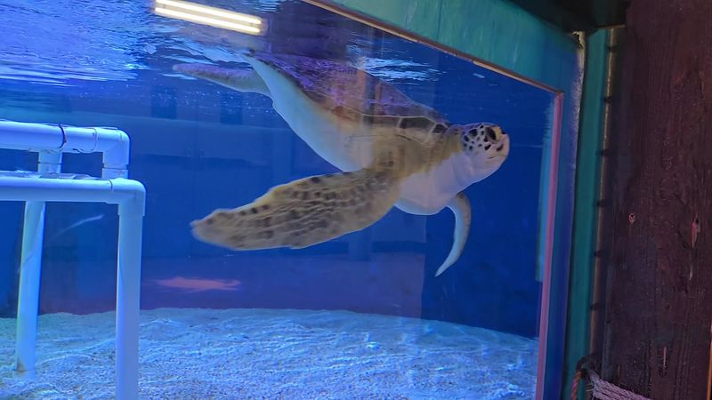 Step Inside North Carolina's Only Underwater Tunnel For A Memorable Aquarium Adventure - Decor Hint Neptune The Rescued Sea Turtle Steals Attention Fast