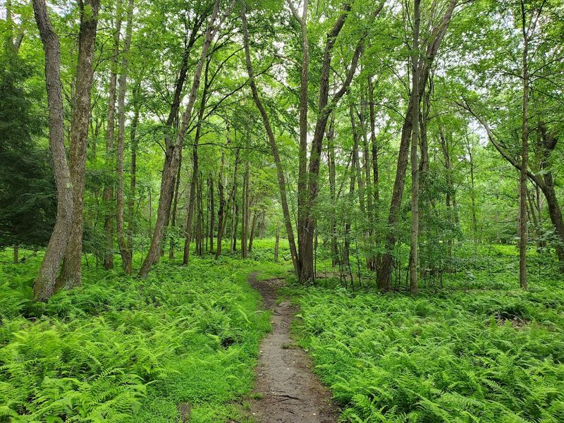 The Elk State Forest Corridor
