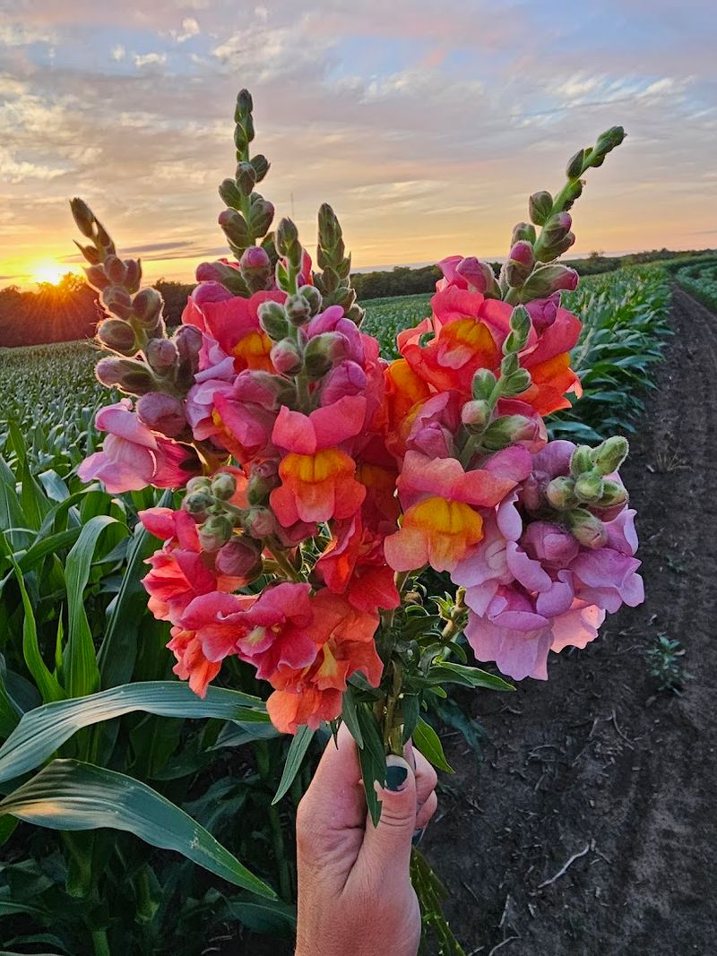 Blooms On Buffalo