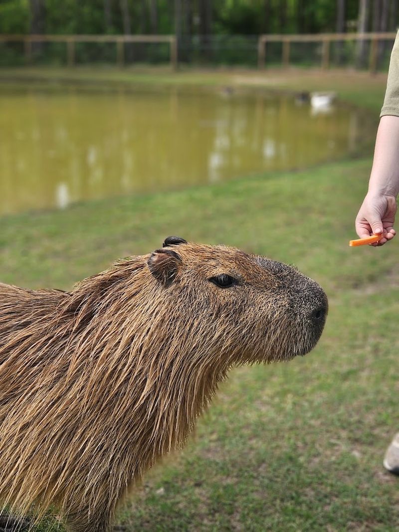 The Animals You Did Not Expect To Love