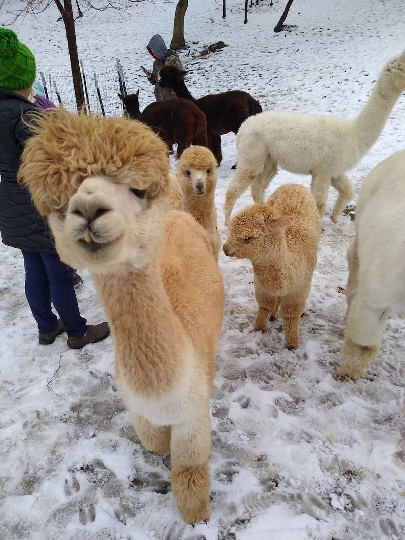 Soft, Curious Alpacas That Seem Ready For Their Close-Up