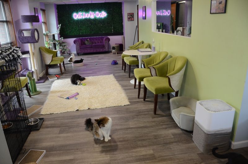 The Cat Lady Cafe South Bend