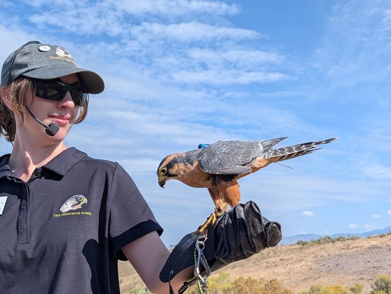 World Center For Birds Of Prey