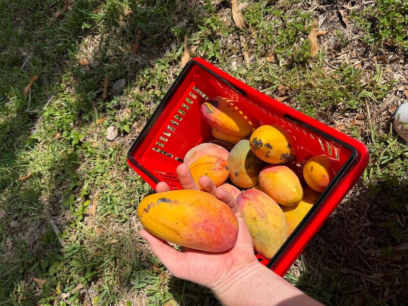 Pick Fresh Florida Mangoes And Experience Farm Life All Summer Long - Decor Hint U-Pick Mango Experience Worth Every Sticky Finger