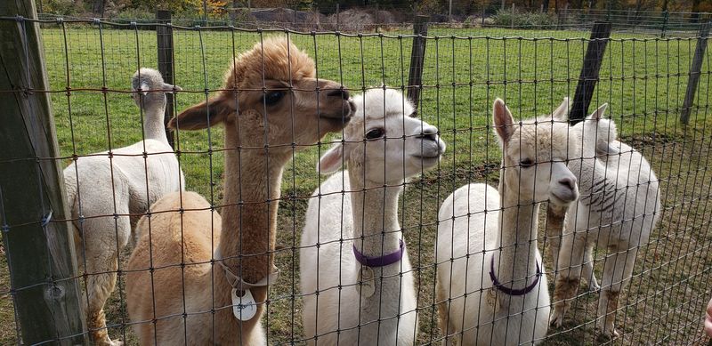 A Sweet Stop For Animal Lovers
