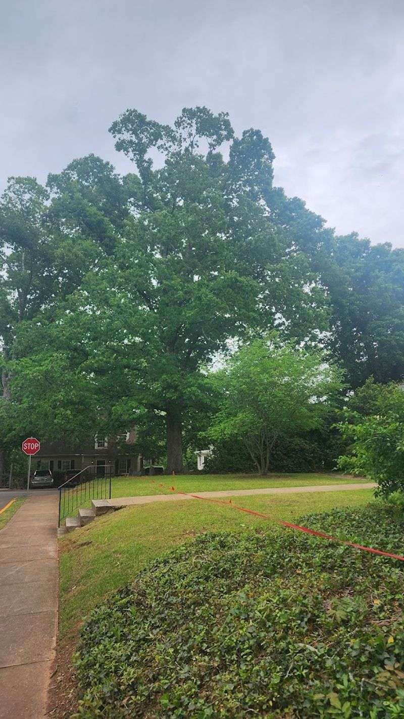 There Is An Ancient Tree In Georgia That Legally Owns Itself And The Ground Around It - Decor Hint A Charming Cobblestone Street Adds To The Experience