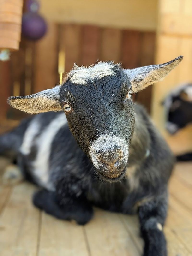 This California Petting Zoo Turns Simple Farm Visits Into Big Family Memories - Decor Hint A Ranch With Over 100 Animals To Meet