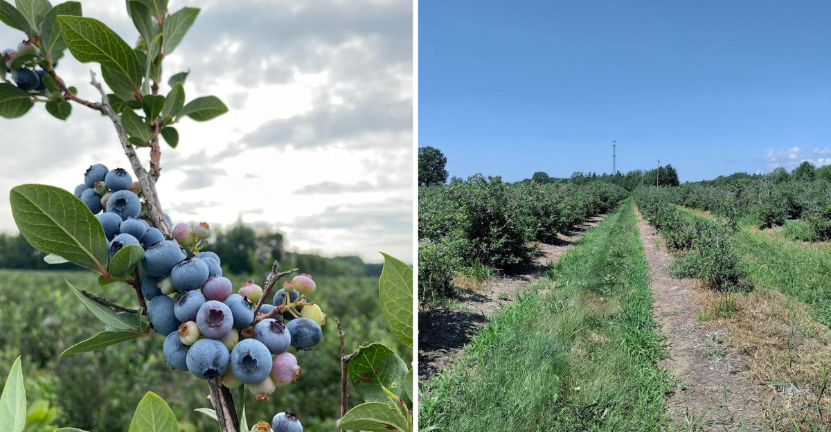 Spend The Day Exploring A Charming Michigan Blueberry Farm - Decor Hint