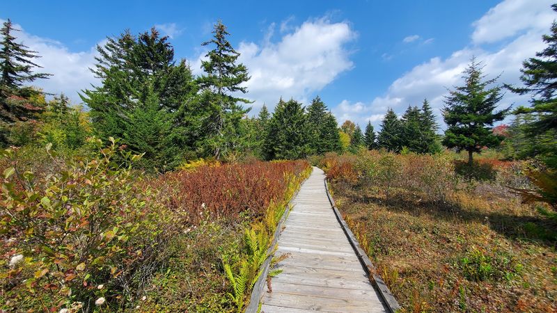 Cranberry Glades Botanical Area
