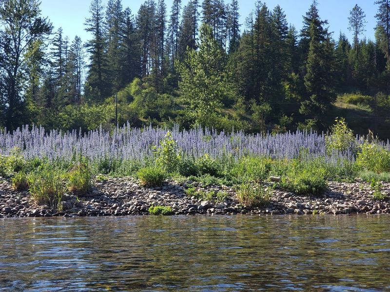Coeur d'Alene River