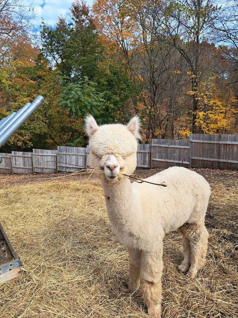 10 Connecticut Wildlife Sanctuaries And Rescue Centers Where Animal Lovers Can Get An Up-Close Look - Decor Hint Hungerford Nature Center, Berlin