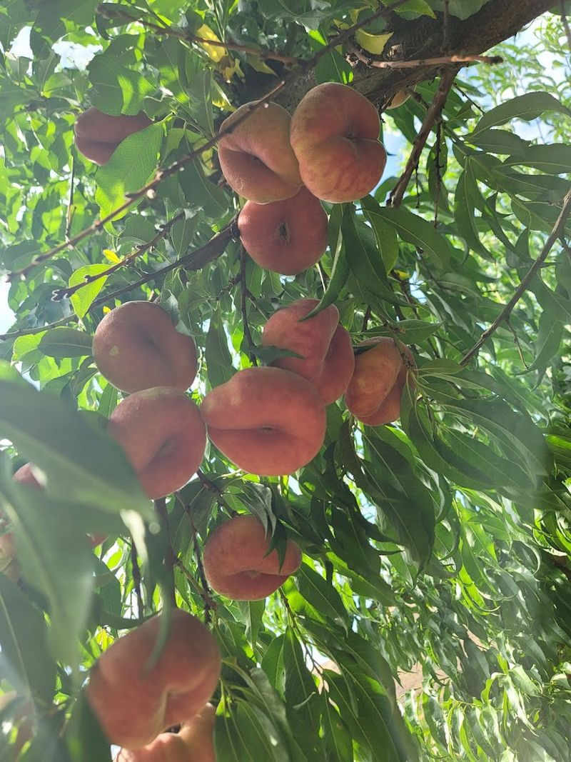 Short Trees Keep Picking Easy And Low-Key