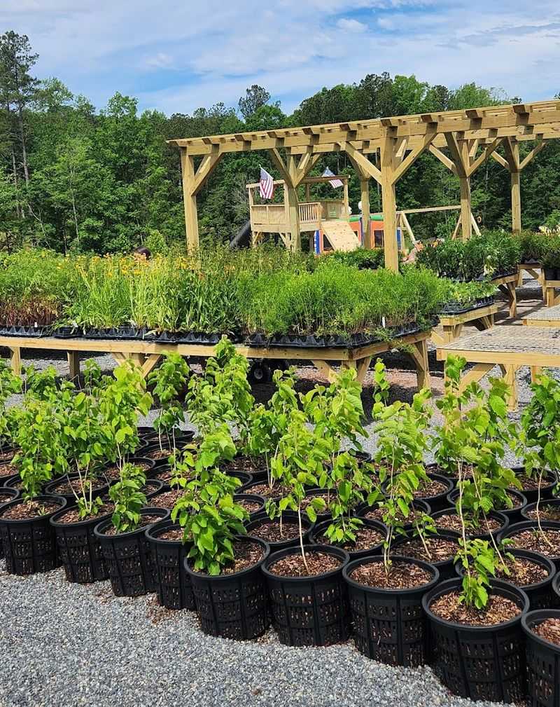 This North Carolina Nursery Turns Backyards Into Wildflower-Filled Wildlife Havens - Decor Hint Ask Which Native Plants Your Yard Actually Wants