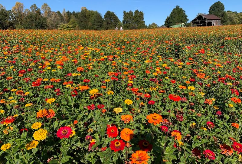 Pick Zinnias When You Want Serious Color