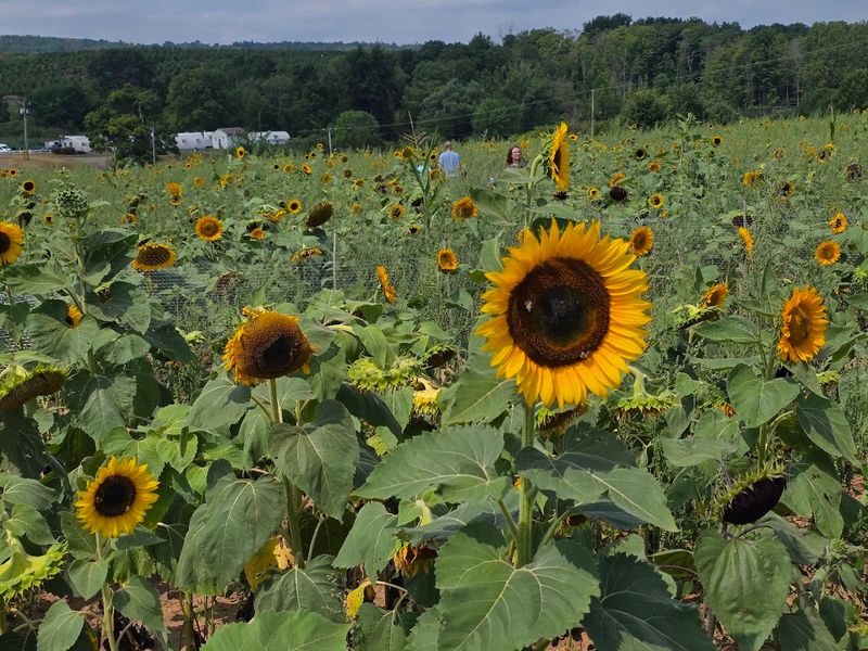 Visit During Peak August Color