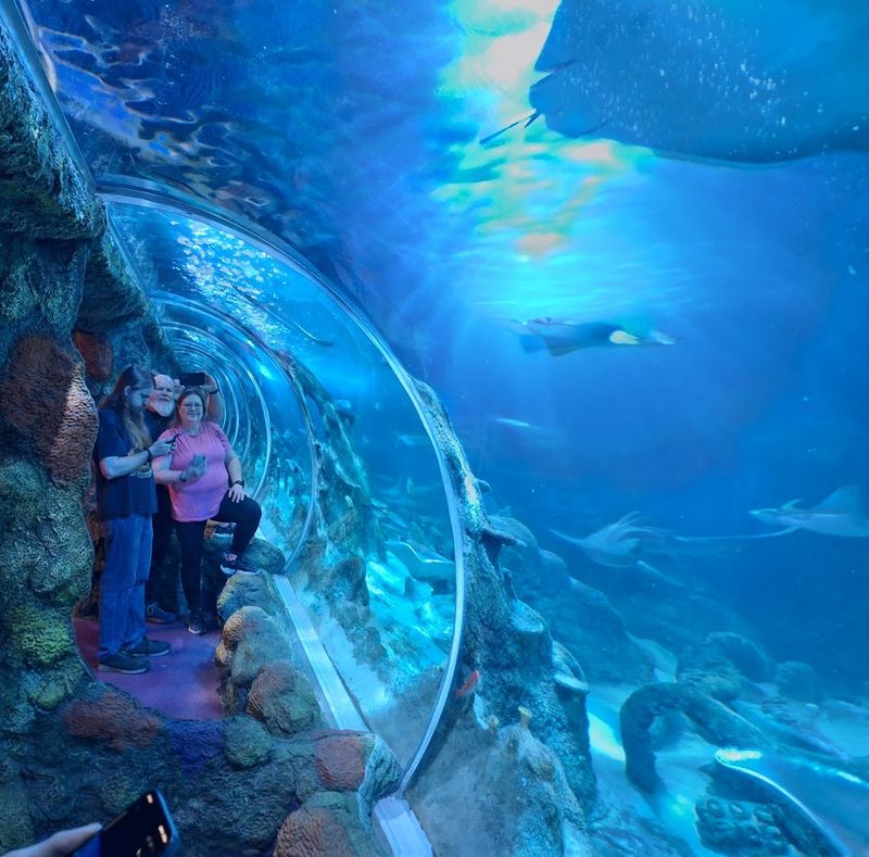 Step Inside North Carolina's Only Underwater Tunnel For A Memorable Aquarium Adventure - Decor Hint The Ocean Tunnel Makes The Whole Visit Feel Bigger