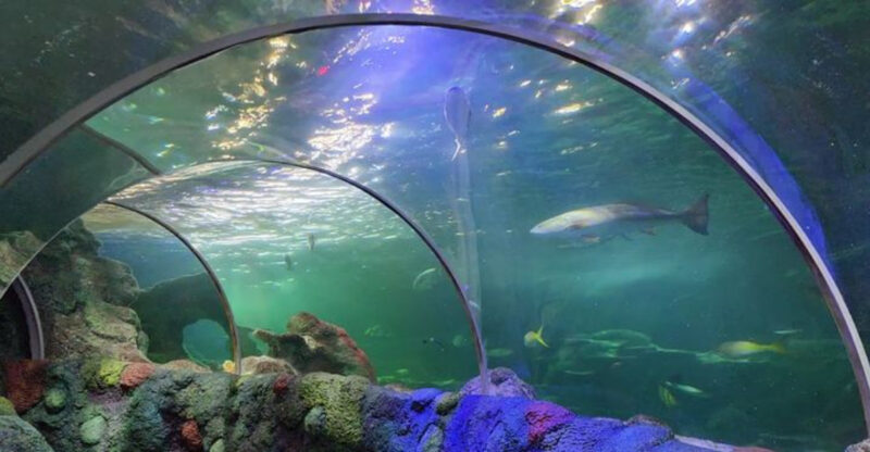 Step Inside North Carolina’s Only Underwater Tunnel For A Memorable Aquarium Adventure