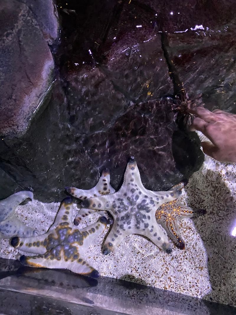 Step Inside North Carolina's Only Underwater Tunnel For A Memorable Aquarium Adventure - Decor Hint The Touchpool Gives Kids A Hands-On Moment