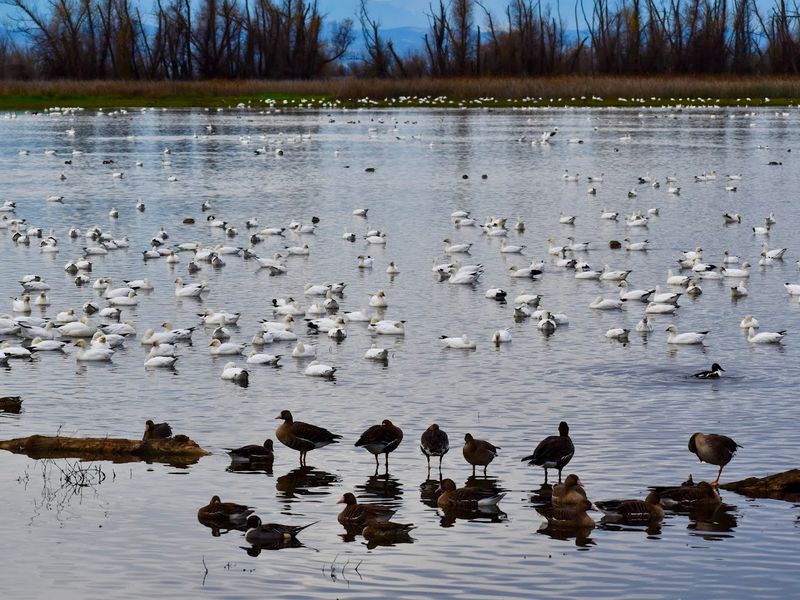 Colusa National Wildlife Refuge, Colusa