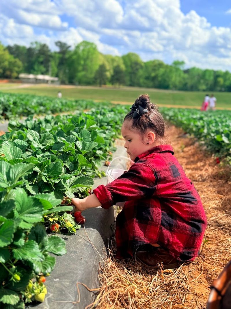 Pre-Picked Strawberries For A Relaxed Farm Visit