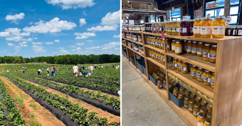 Strawberry Picking And Homemade Treats Turn This Georgia Farm Into The Perfect Spring Escape