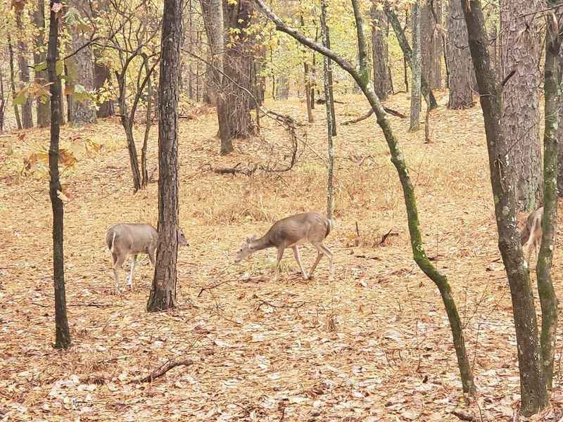 Wildlife Encounters That Surprise And Delight