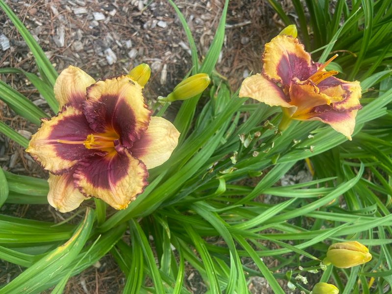 The Impressive Daylily Garden Worth Planning A Visit Around
