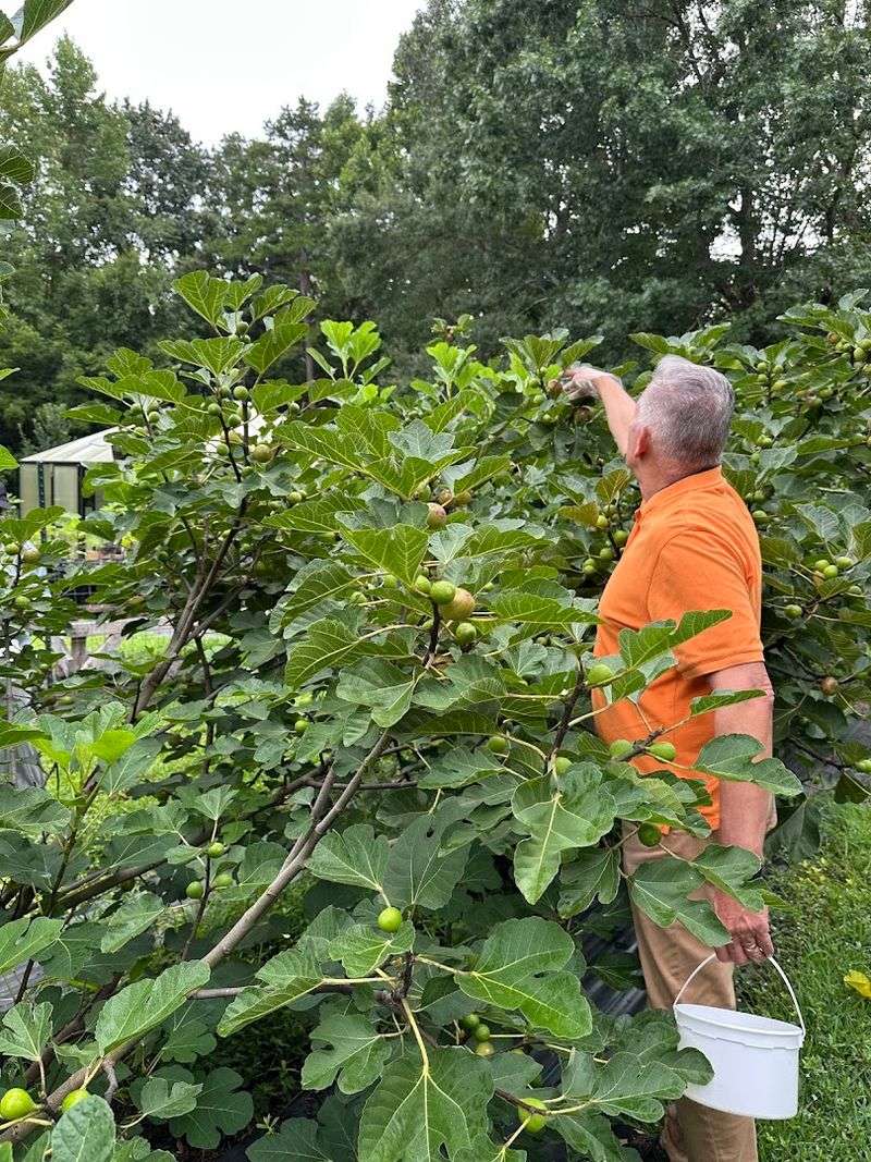 Picking Figs Feels Like A Tiny Farm Treasure Hunt