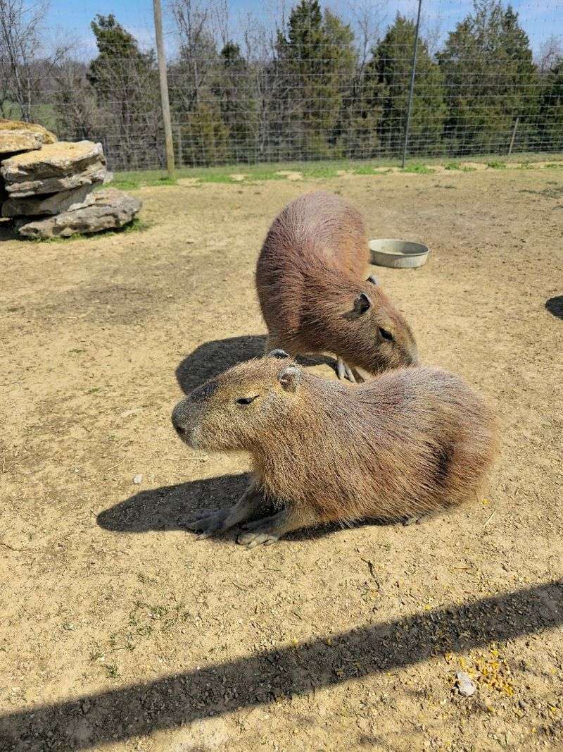 Exotic Animals Most People Have Never Even Heard Of