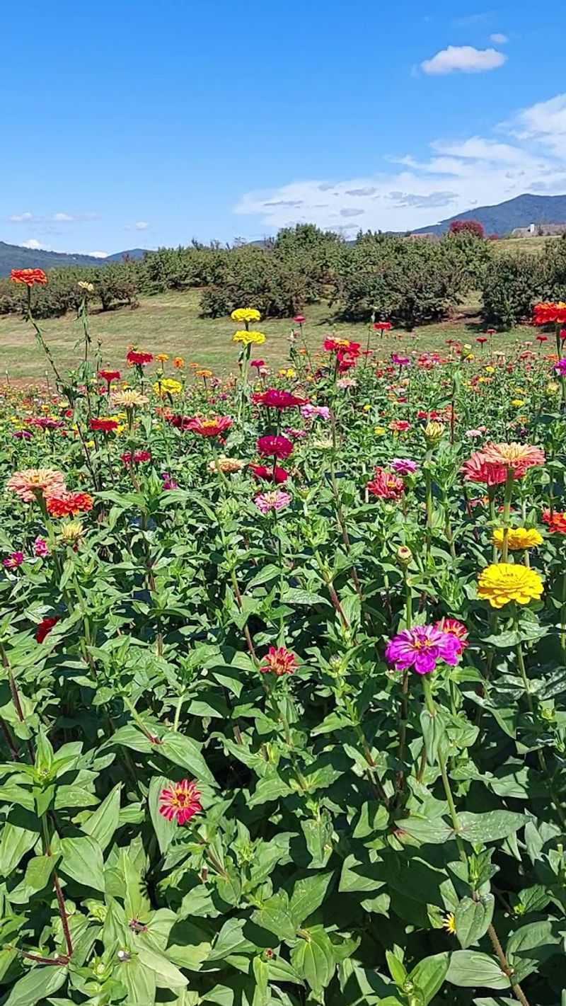 This Charming North Georgia Orchard Pairs You-Pick Fruit With Sweeping Mountain Views - Decor Hint You-Pick Flower Fields Bursting With Color
