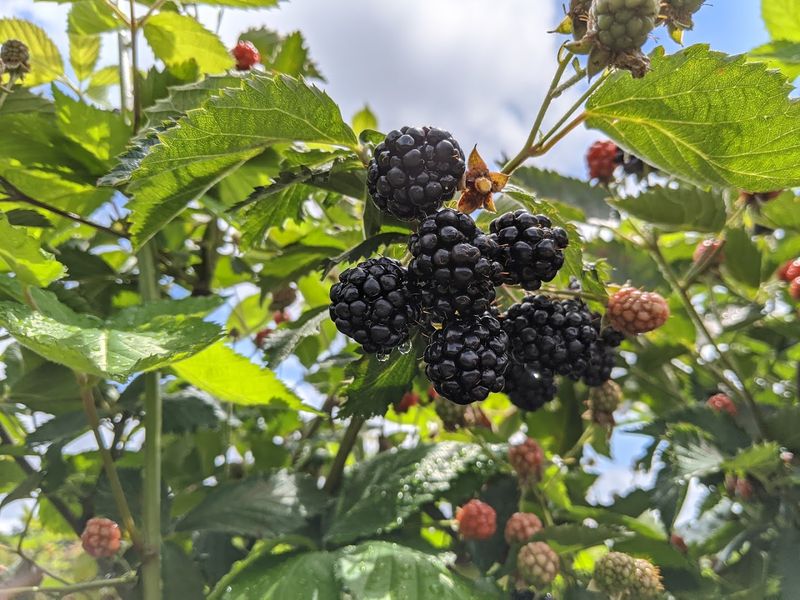 This North Carolina Farm Turns Summer Blackberry Picking Into A Sweet Little Adventure - Decor Hint Willow Spring Gets The Pick-Your-Own Fun