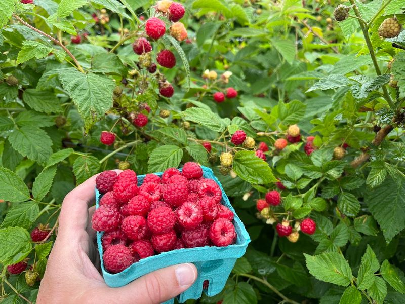 The Berry That Rewards Patience