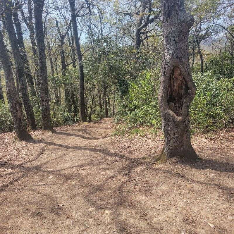 This North Carolina Trailhead Leads To A Mountain View Worth The Climb - Decor Hint Pisgah Forest Opens Up Once The Ridge Takes Over
