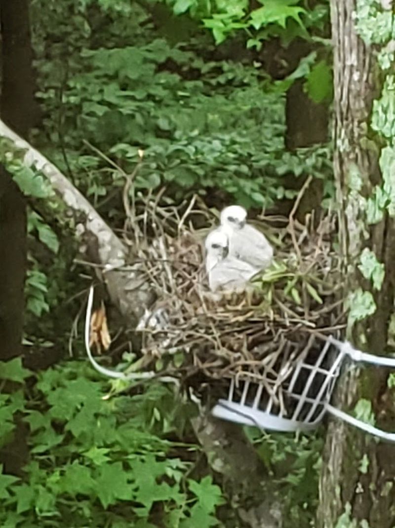 These 15 Georgia Birdwatching Spots Feel Like Hidden Premium Seats To Nature - Decor Hint Georgia Audubon