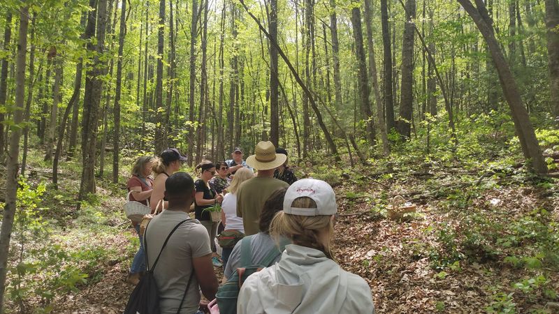 This North Carolina Foraging Tour Lets You Hunt For Wild Mushrooms In The Asheville Woods - Decor Hint Bring Curiosity Because The Woods Keep Changing The Menu