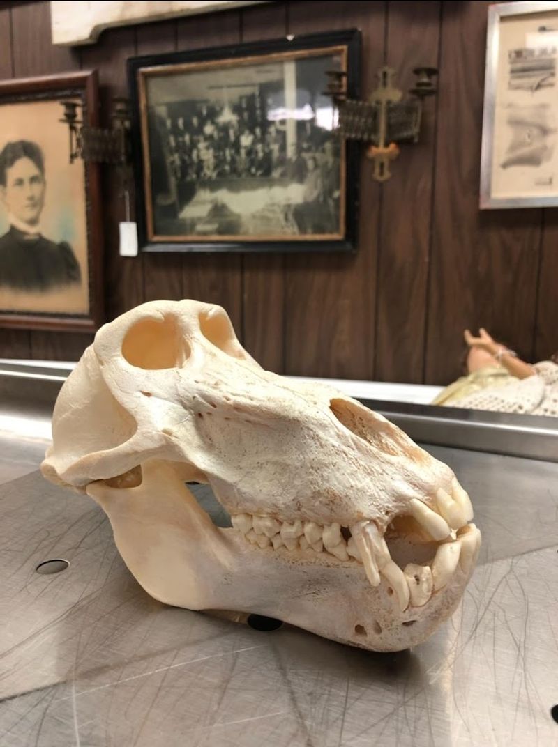 The Haunted Dolls Exhibit That Visitors Keep Coming Back For