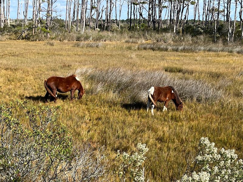 Life Of The Marsh And Life Of The Forest Trails, Assateague Island