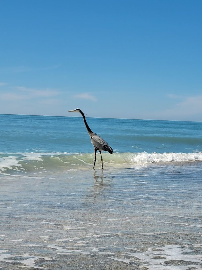Wildlife Viewing That Rivals Any Nature Reserve In The Region