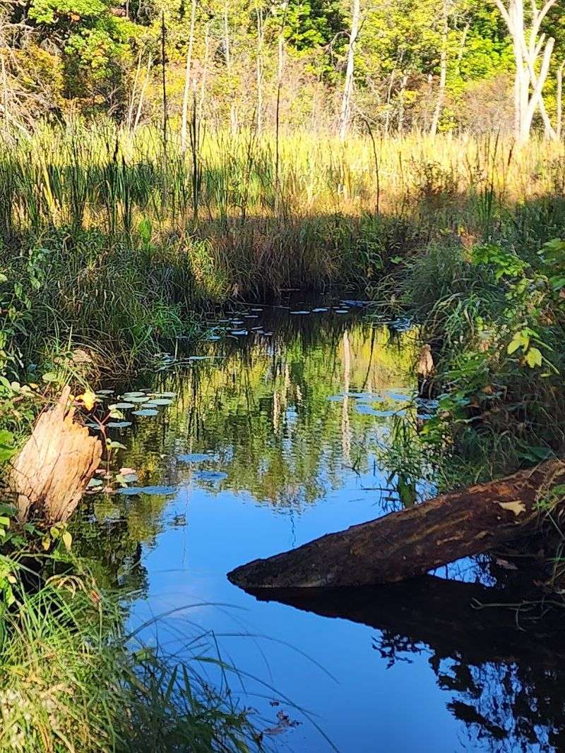 This Scenic Michigan Boardwalk Feels Like A Walk Through Another World - Decor Hint Wildlife Viewing In A State-Designated Natural Area